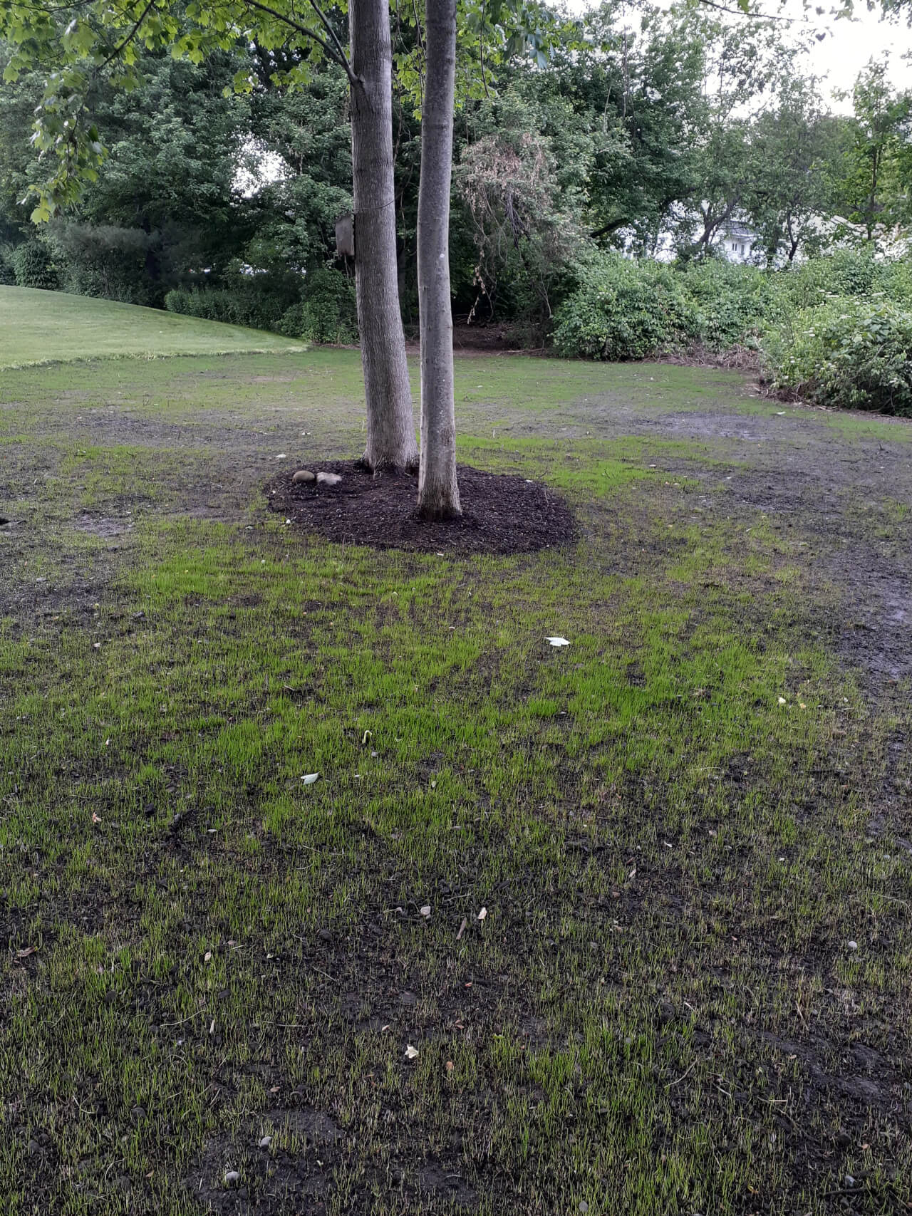 seed lawn before